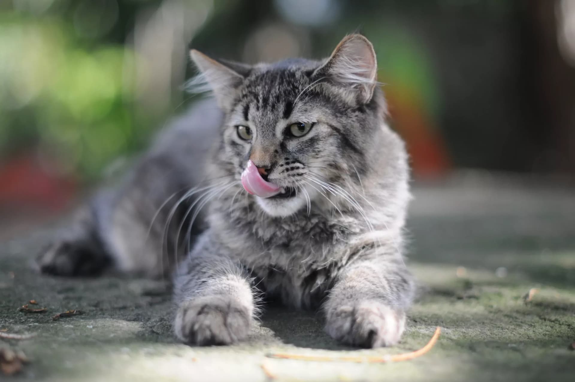Pixie-Bob : Le chat au look sauvage et au cœur tendre