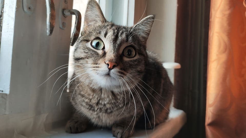 a combien km entend chat 1