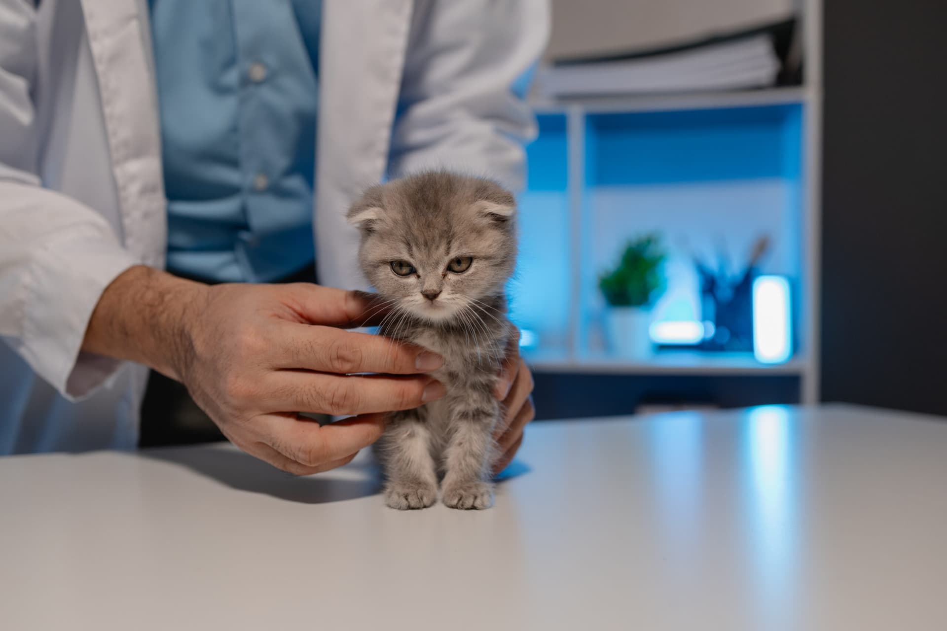 Vaccination du chaton : âge, vaccins et conseils