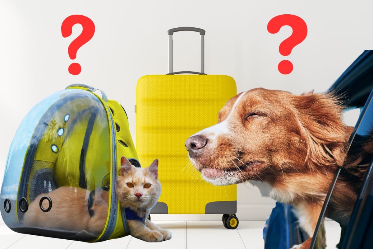 animaux voyage cabine