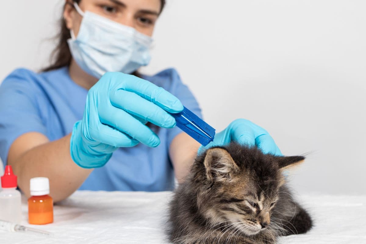 Antiparasitaire pour chat : comment choisir le bon en 2024 ? Découvrez nos recommandations !