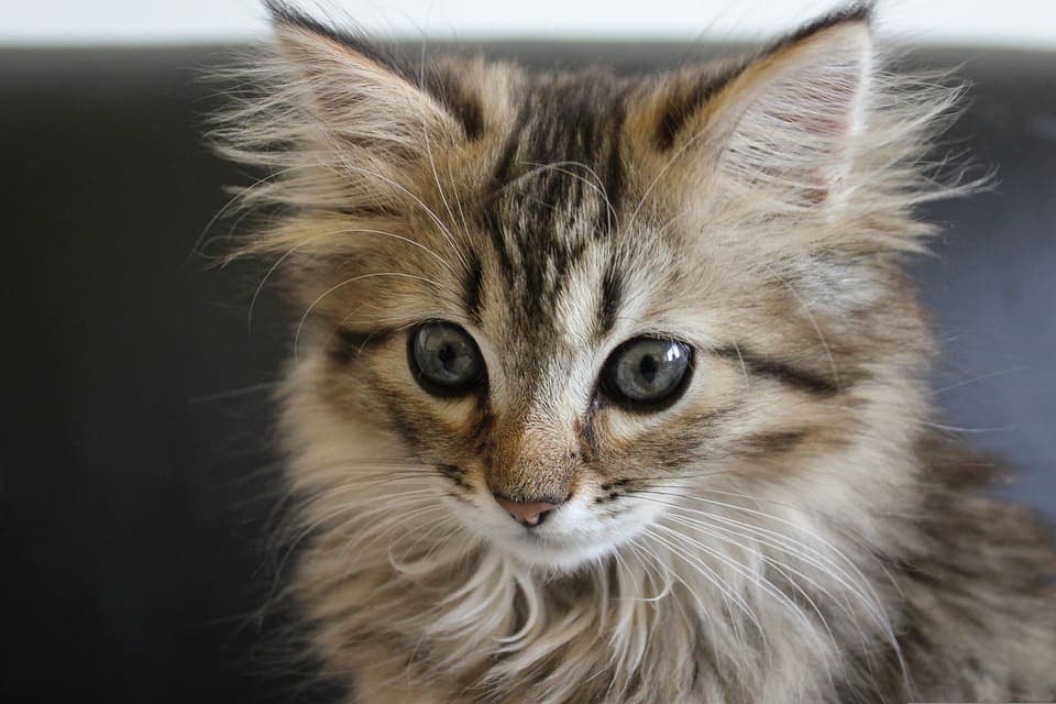 Maine Coon de 6 mois : Tout ce qu’il faut savoir