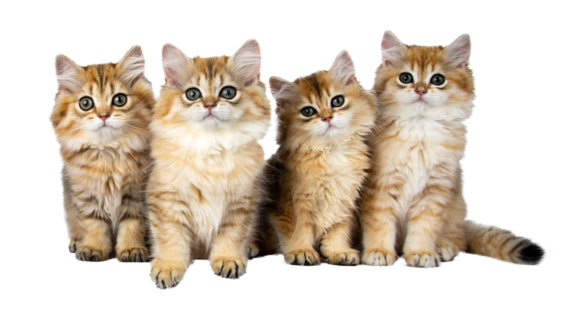 8 mythes populaires sur les chats… démystifiés !