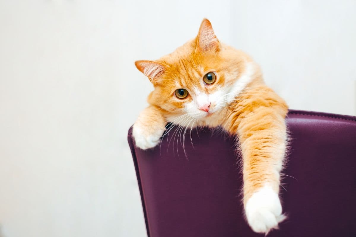 Mon chat s’arrache les poils : quelles sont les causes possibles et comment y remédier ?