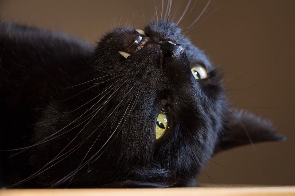 Chat qui a une dent noire : Pourquoi et que faire ?