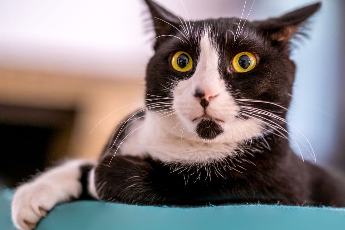 Les chats ont-ils vraiment le pouvoir de détecter des présences invisibles pour nous ?