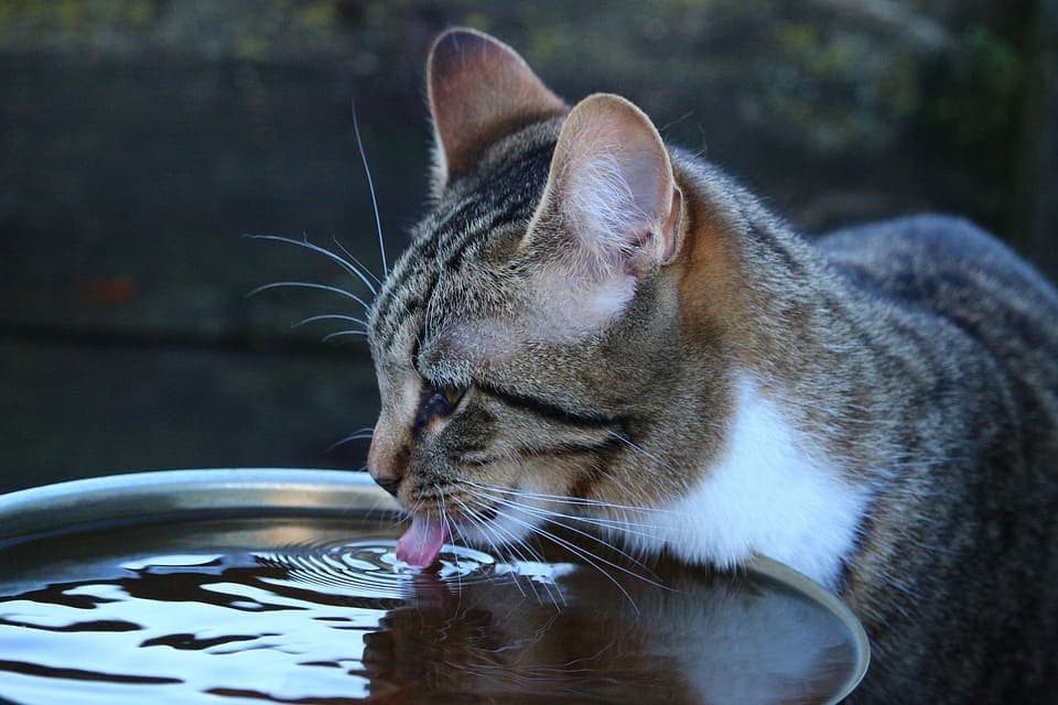 chat detestent eau