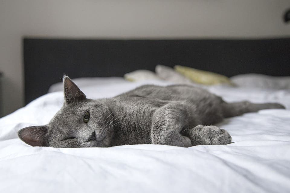 Mon chat fait caca sur mon lit : Pourquoi et que faire ?