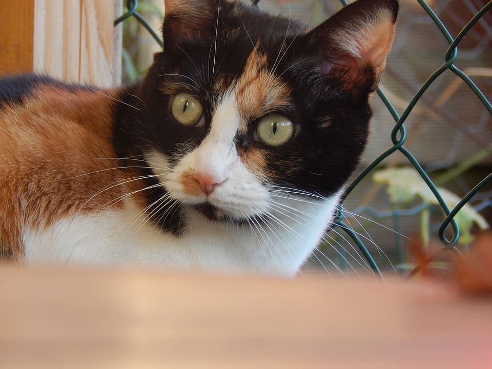 Chat noir et roux : Les races et tout ce qu’il faut savoir