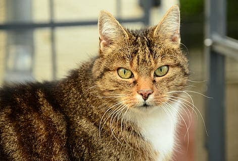 Chat qui saigne du nez : Pourquoi et que faire ?