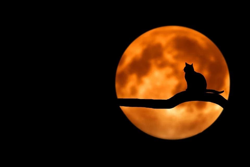 Comment voit un chat la nuit ?