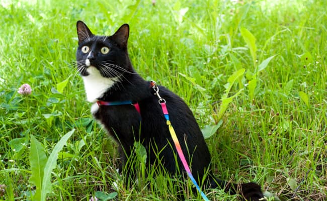 Mon chat refuse le harnais : solutions simples pour l’habituer en douceur