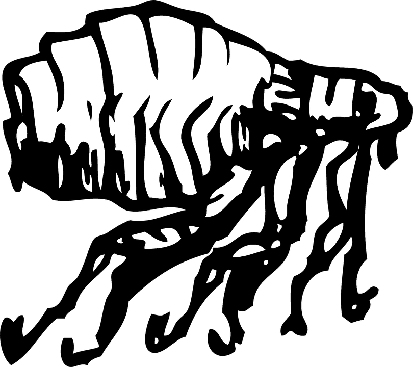 enlever oeuf puce chat 1