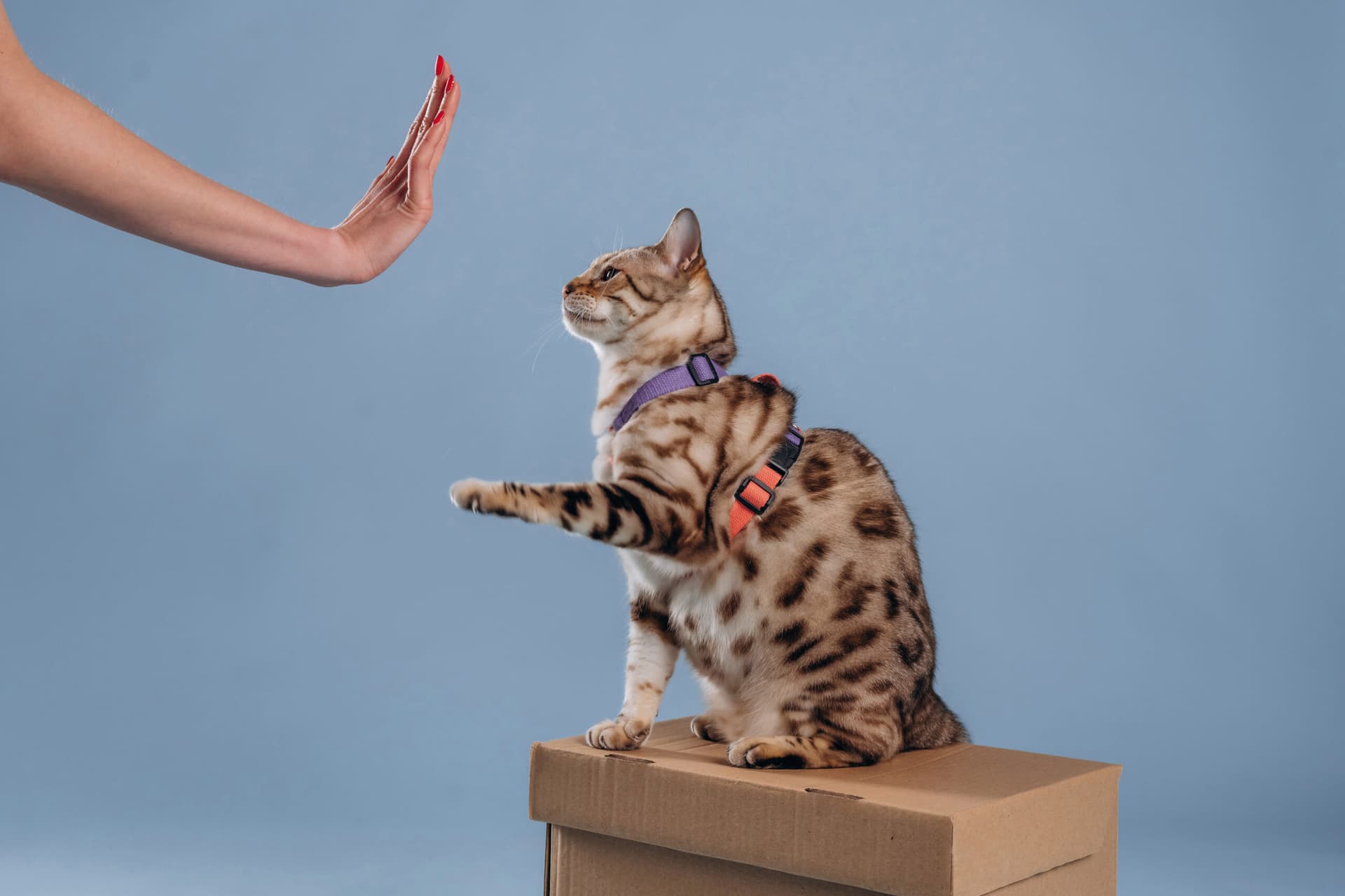 Dresser son chat facilement : le guide complet pour un chat bien éduqué