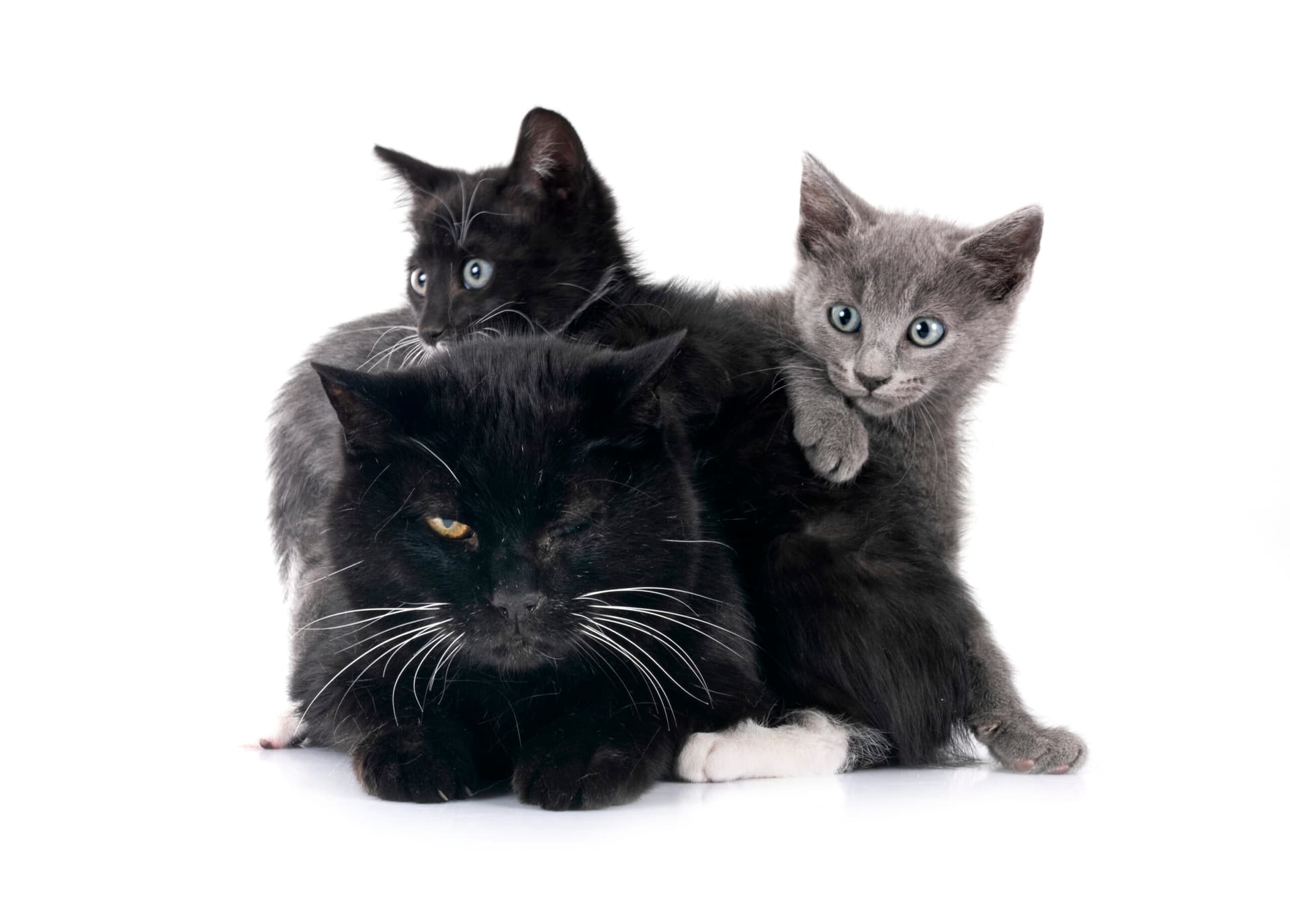 11 jeux interactifs incroyables pour stimuler l’intelligence de votre chat