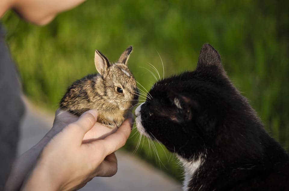 Chat et lapin : Comment les faire cohabiter ?
