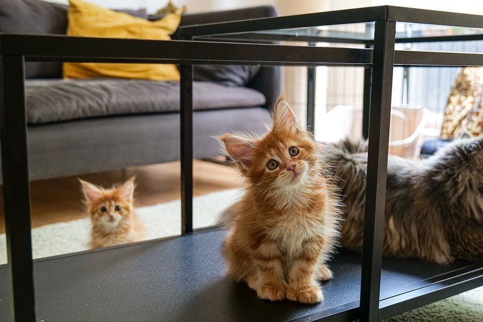 Maine Coon en appartement : Tout ce qu’il faut mettre en place
