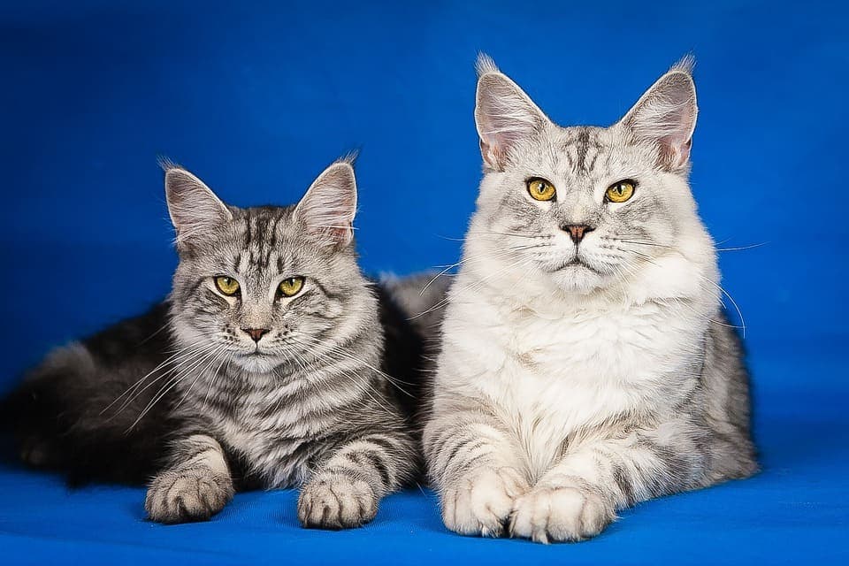 maine coon black silver 1