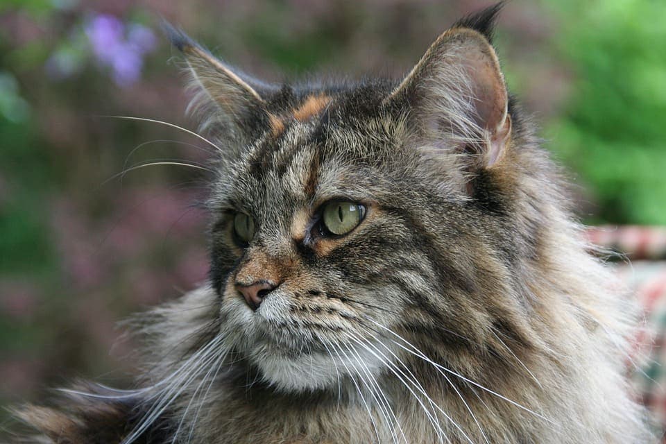 maine coon ecaille de tortue 1