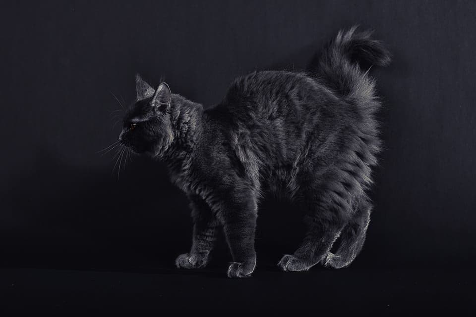 Maine Coon Smoke : Tout ce qu’il faut savoir