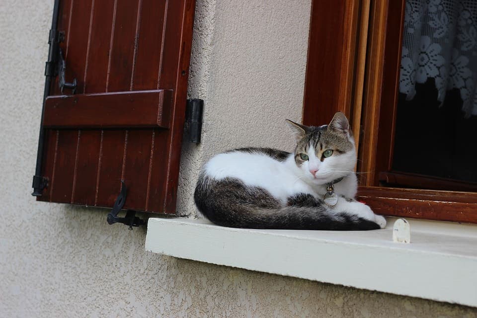 Chat qui dort en boule : Pourquoi et que faire ?