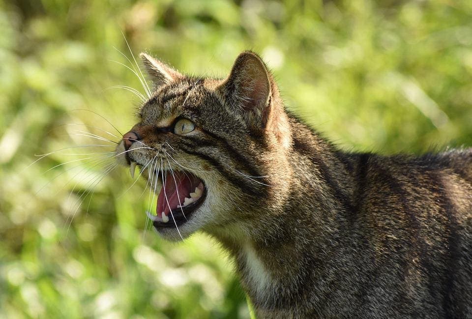 Mon chat me grogne dessus : Pourquoi et que faire ?