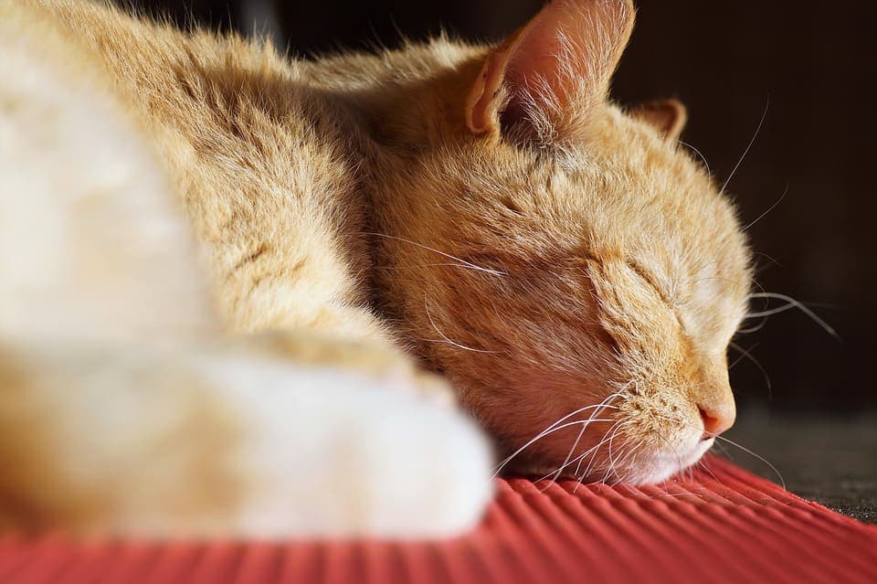 Pourquoi les chats dorment autant?