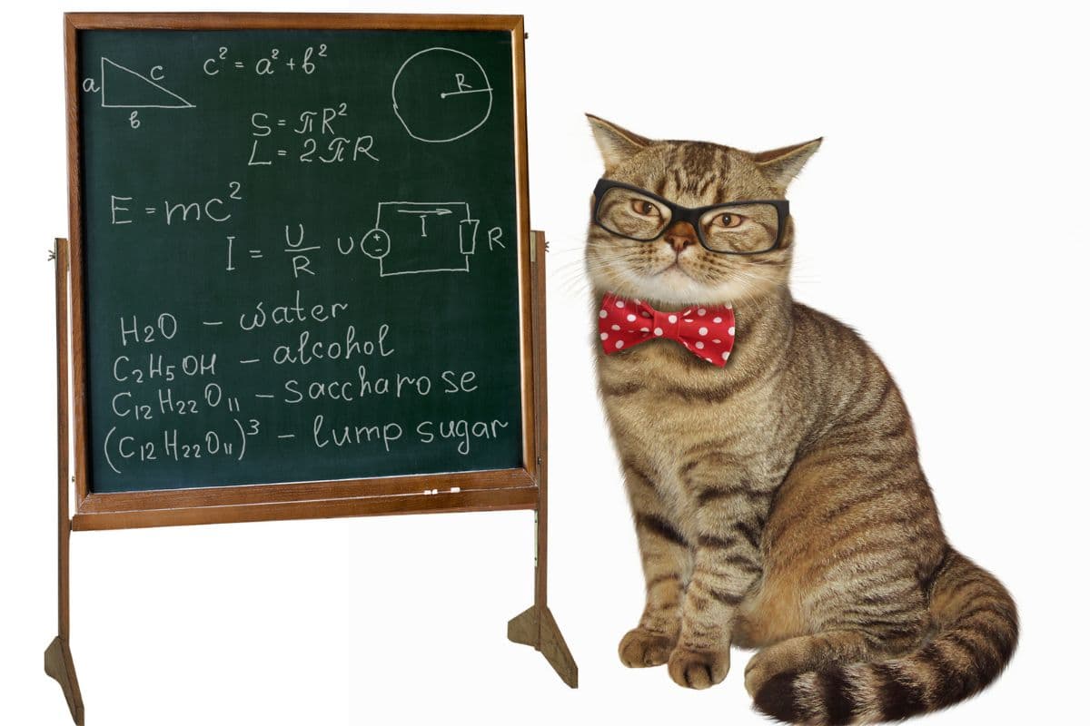 Découvrez les races de chats les plus intelligentes : est-ce que la vôtre en fait partie ?