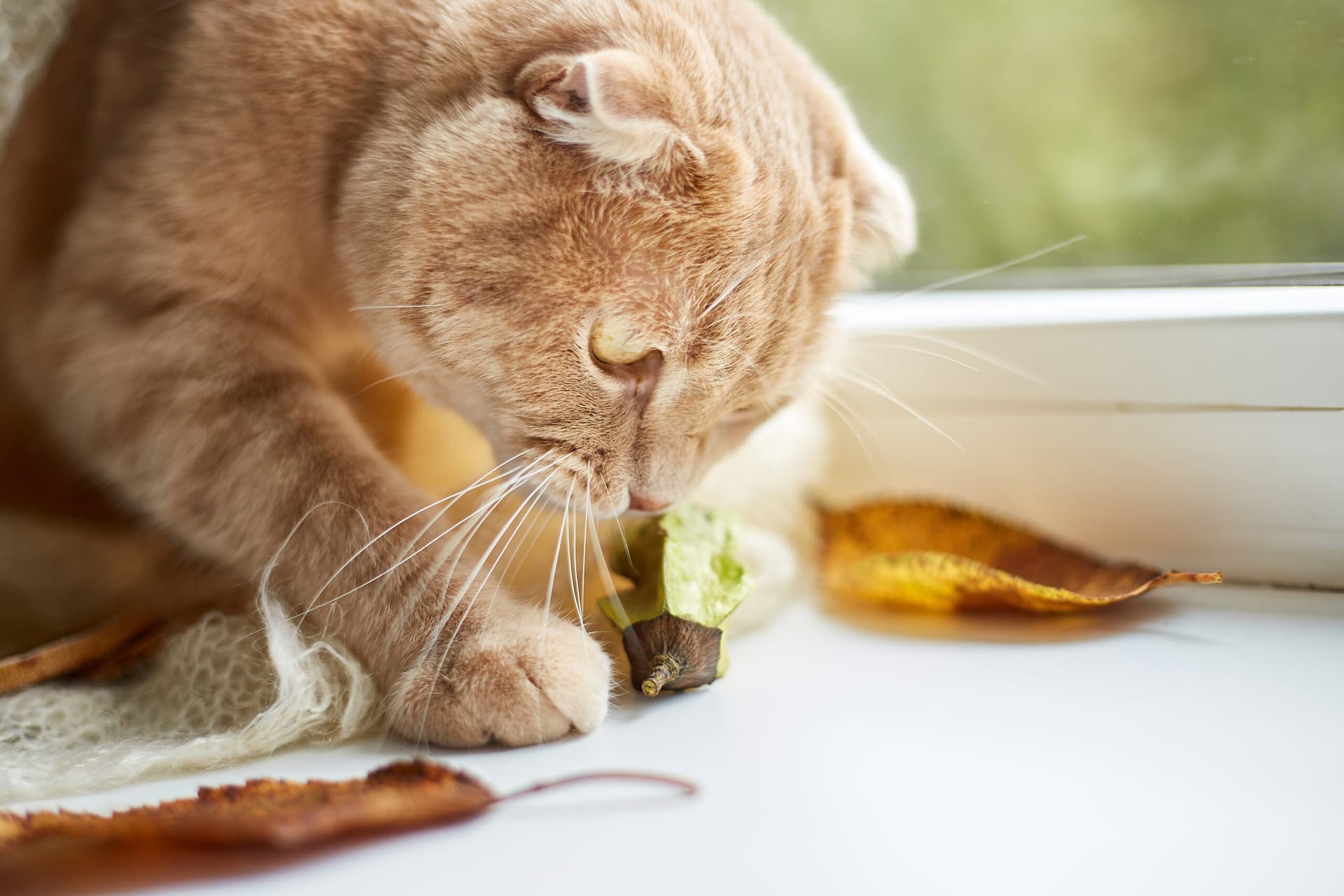 9 Aliments toxiques à bannir d’urgence pour la santé de votre chat