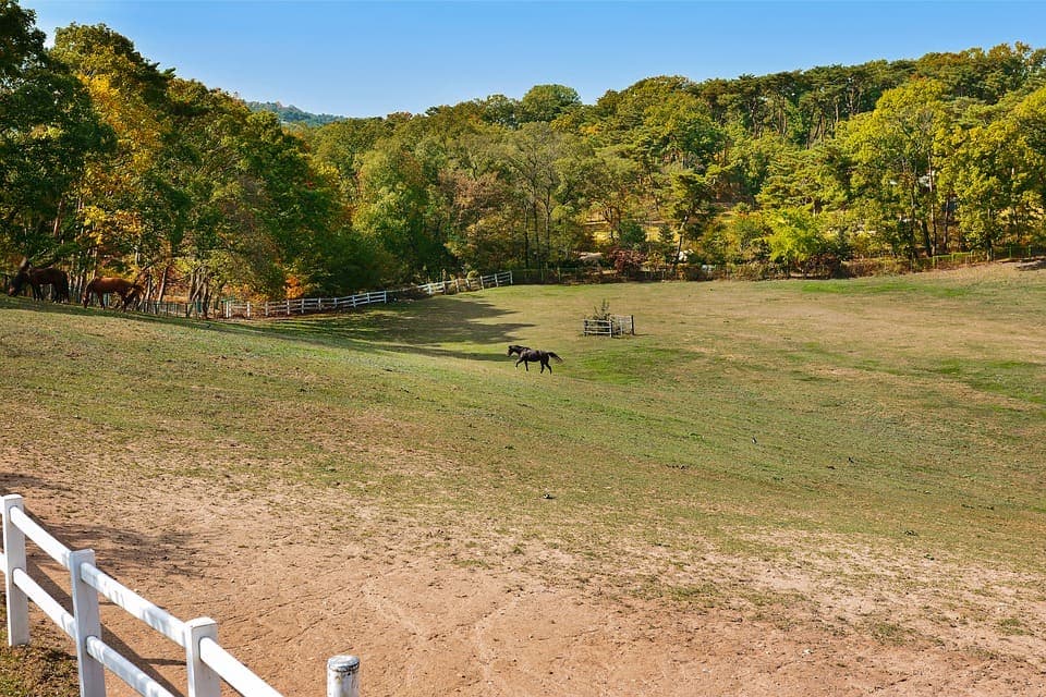 Faire faire de l’exercice à son chat : Le guide complet