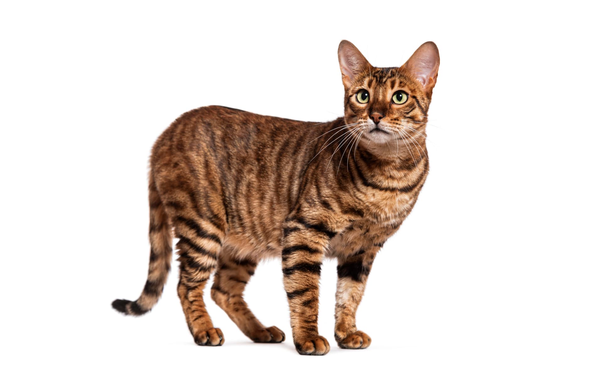 Toyger : Le tigre en miniature au tempérament doux
