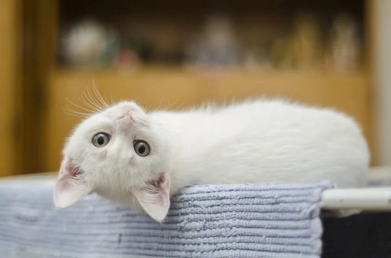 age d'un chat adulte