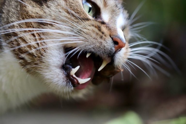 a quel age un chat perd ses dents