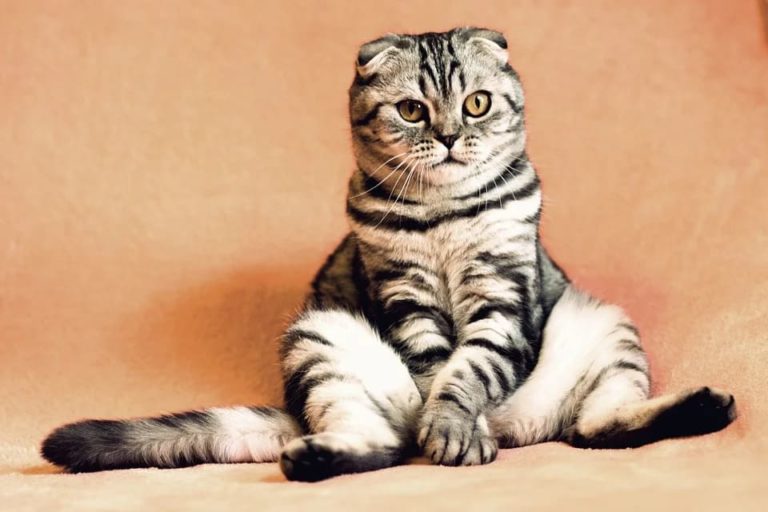 A quel âge un chaton est sevré ? A quel âge un chaton est sevré ?