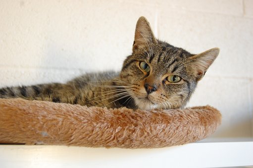 calmer chat chaleur