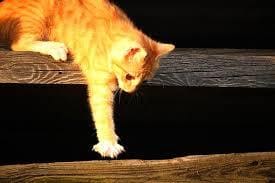 Chat qui griffe : Pourquoi le fait-il et comment l’arrêter ? Chat qui griffe : Pourquoi le fait-il et comment l’arrêter ?