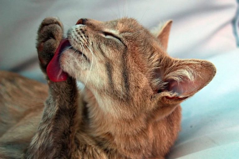 Chat qui bave : Pourquoi et comment traiter ce problème ? Chat qui bave : Pourquoi et comment traiter ce problème ?