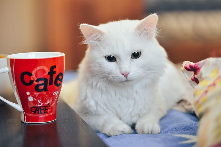 chat qui boit