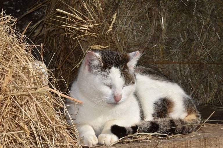 chat qui dort