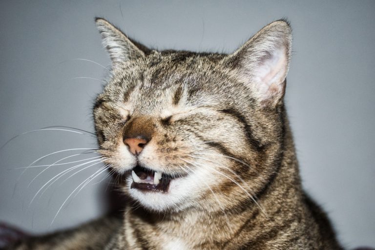 Chat qui éternue : Comprendre les causes et que faire?