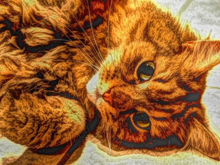 Chat qui s’arrache les poils : Comprendre et agir Chat qui s’arrache les poils : Comprendre et agir