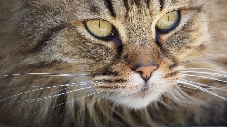 Chat qui tousse : Quelles causes et comment le traiter ? Chat qui tousse : Quelles causes et comment le traiter ?