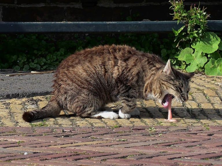 Chat qui vomit marron : Comprendre et agir Chat qui vomit marron : Comprendre et agir