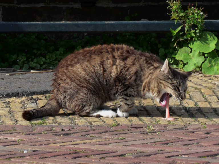 Chat qui vomit : Comprendre et agir