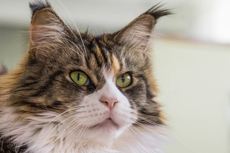 chat urinant sang