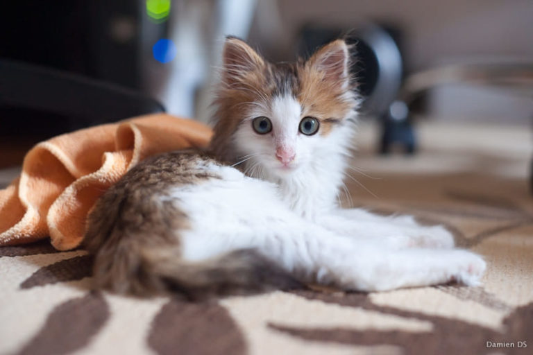 chat qui ronronne
