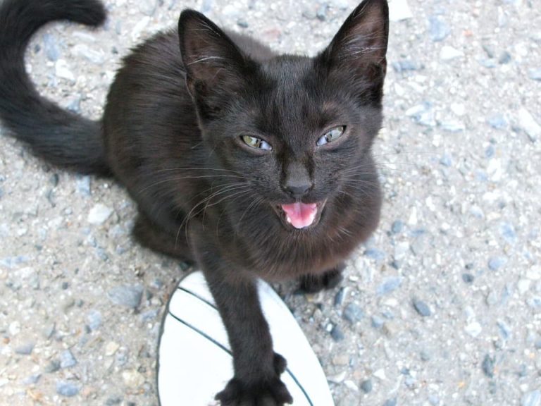 Chat qui miaule: Voici pourquoi il le fait Chat qui miaule: Voici pourquoi il le fait