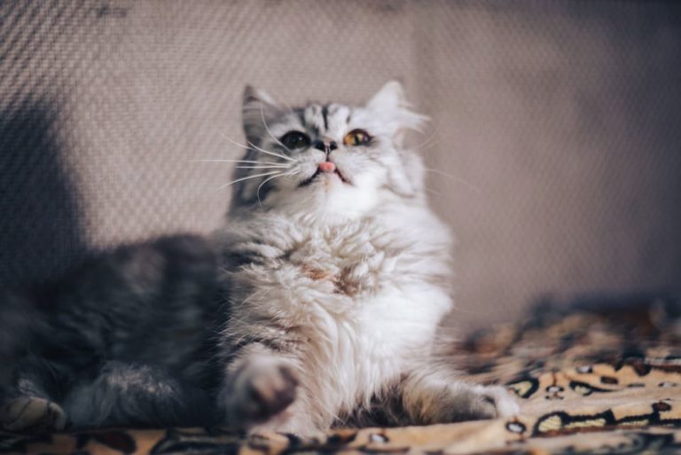 Chat qui urine du sang Pourquoi et que faire?
