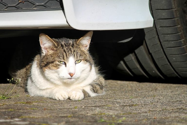 calmer un chat en voiture
