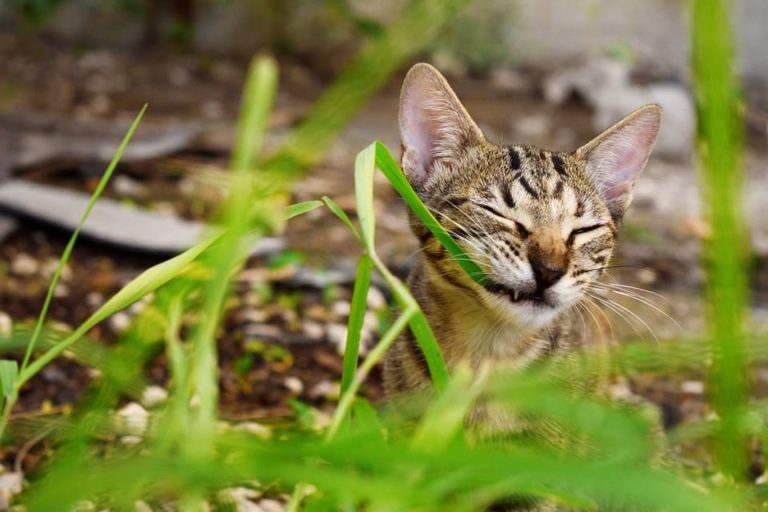 Chat qui mordille : Comprendre et agir Chat qui mordille : Comprendre et agir
